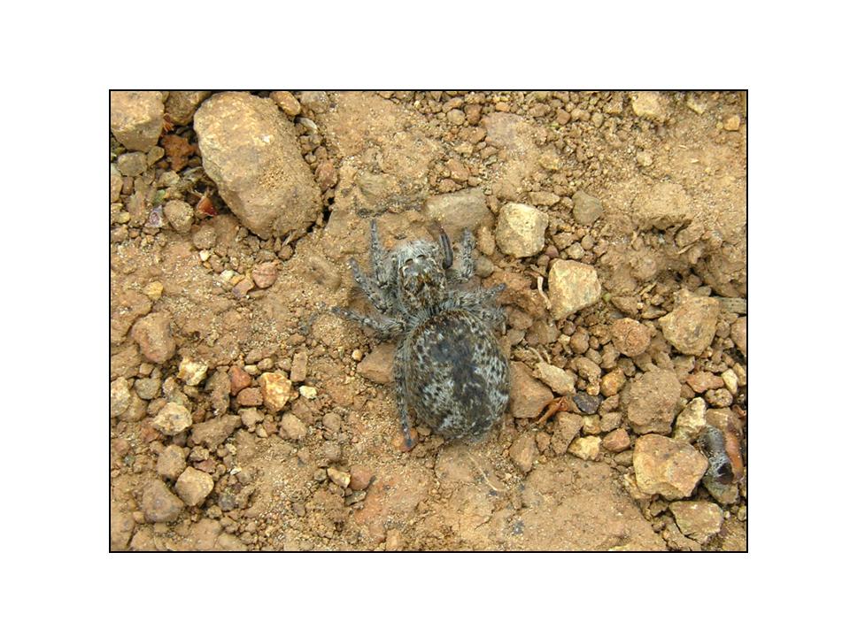 Philaeus chrysops maschio e femmina!?